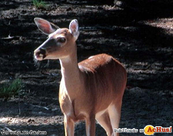 White tailed Deer